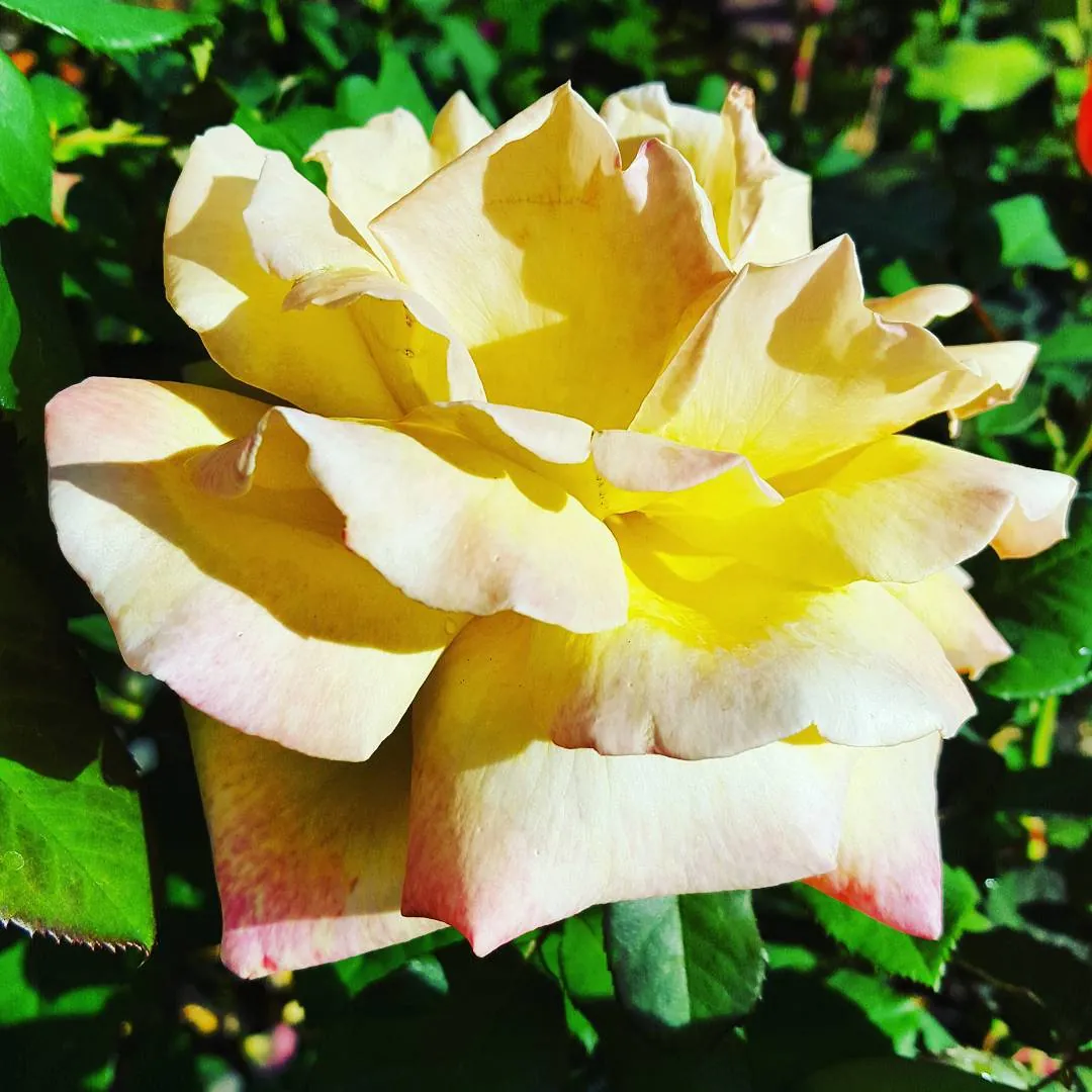 A yellow rose with pink-edged petals in full bloom among dark green leaves.
